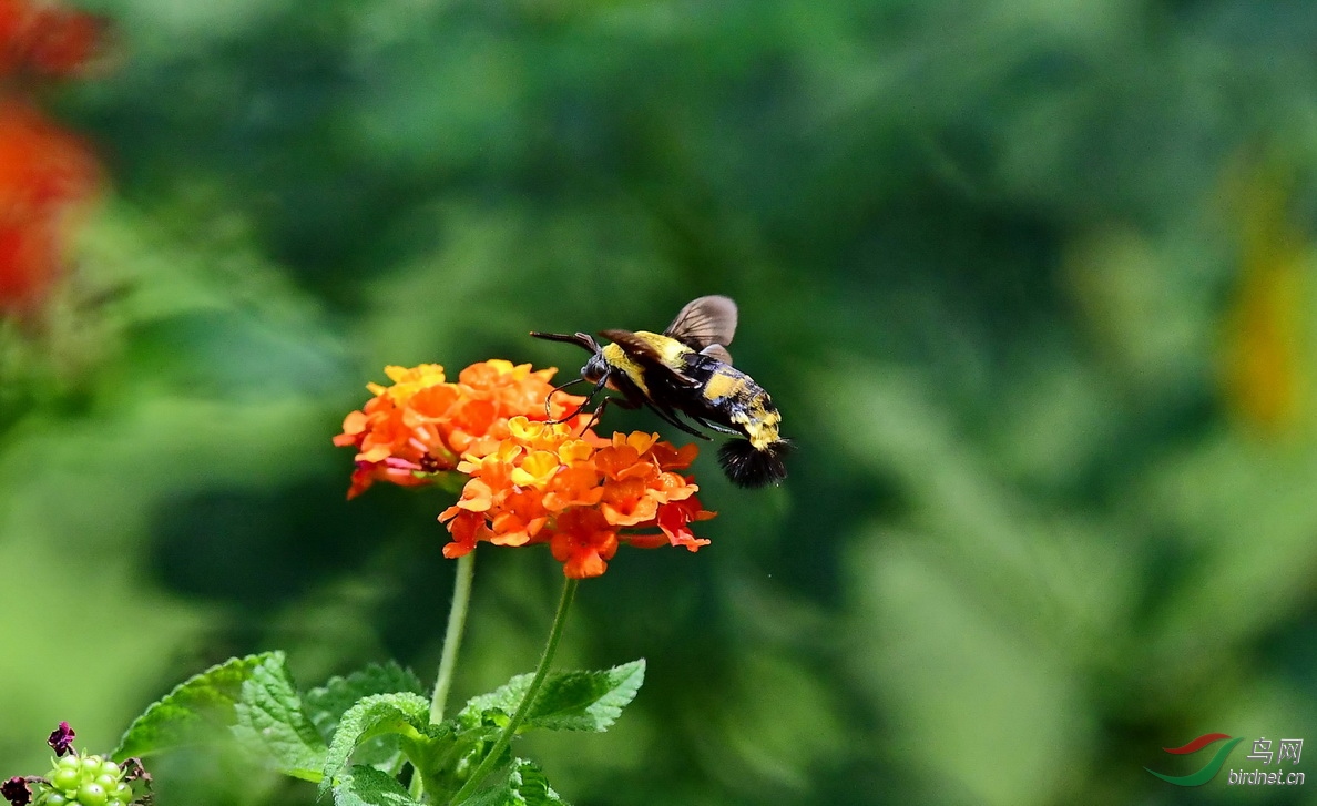 DSC_7843a.JPG