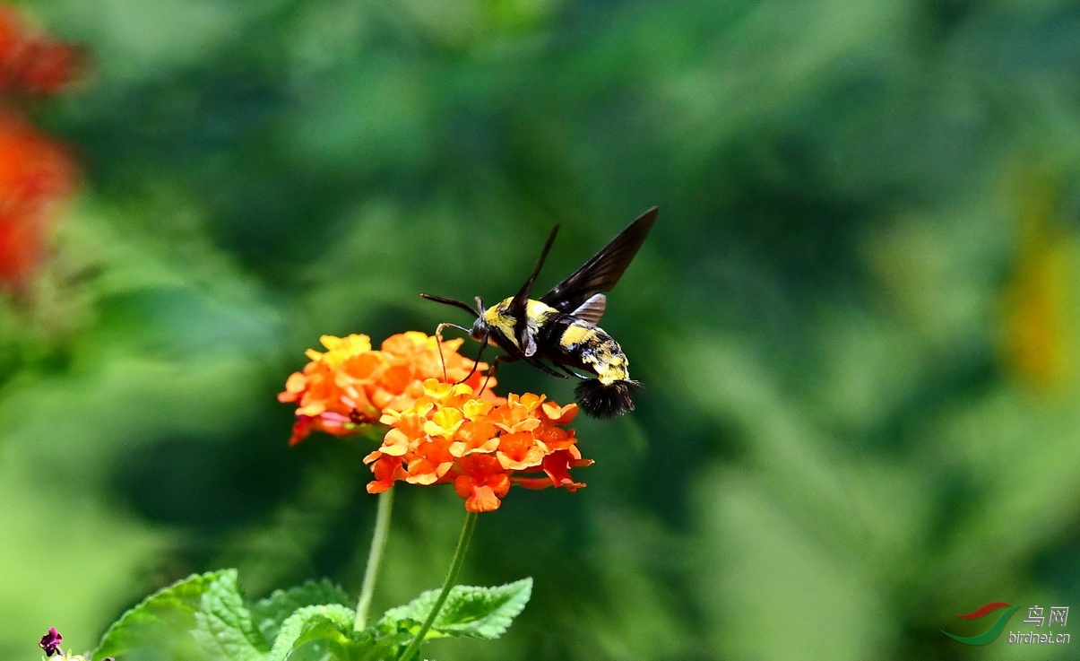 DSC_7846a.JPG