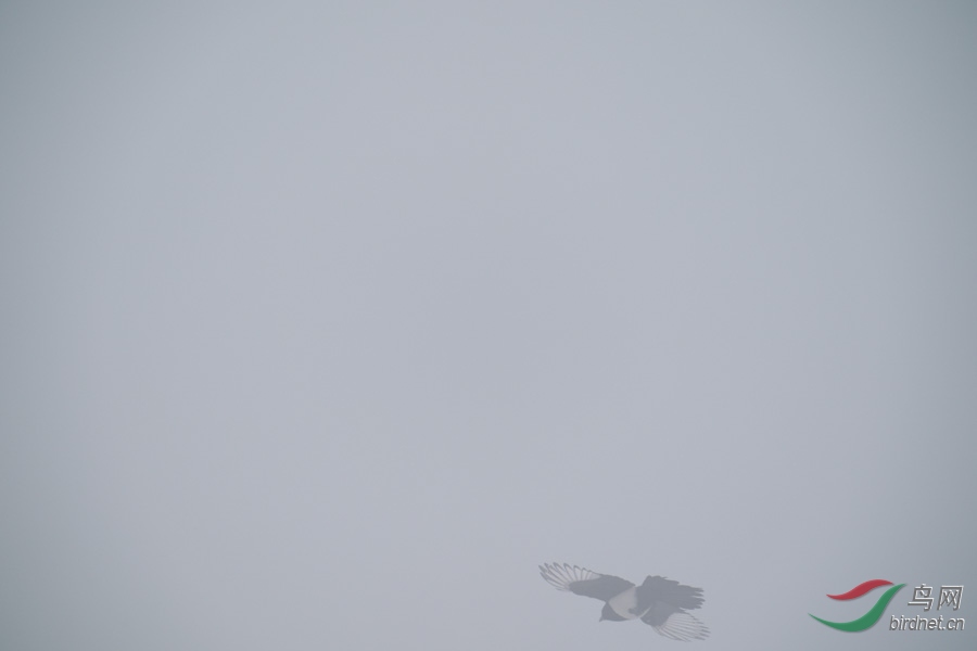 DSC00696.jpg