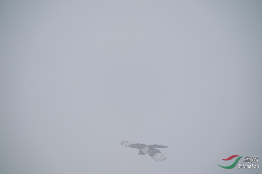 DSC00695.jpg