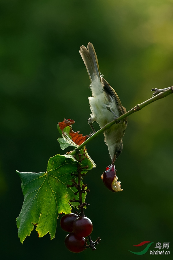 DSC_2354_DxOa.jpg