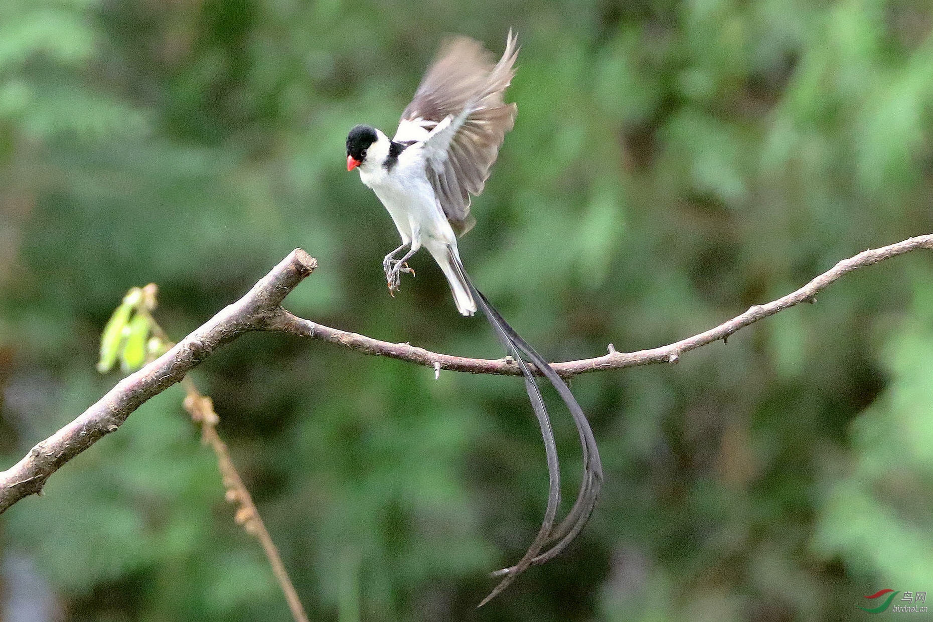 [林鸟] 每天一鸟----针尾维达雀