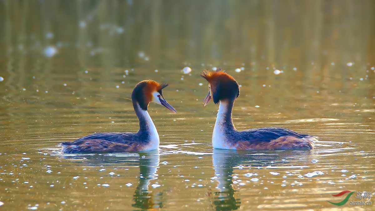 ��ͷ����