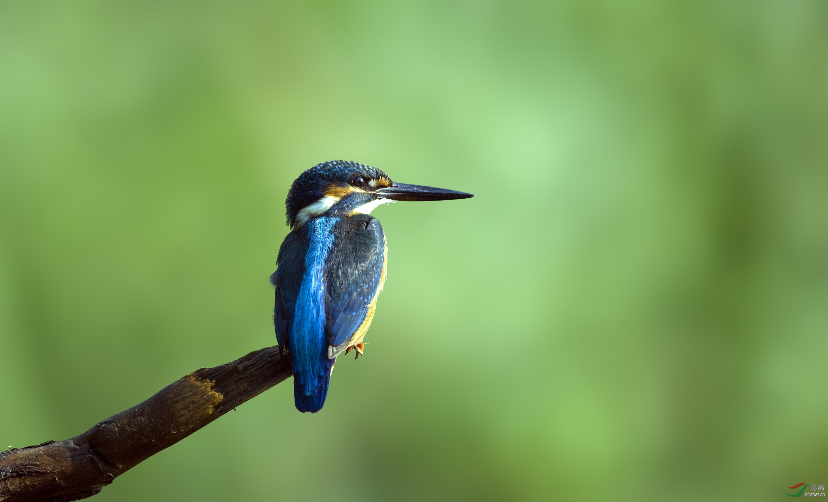 夏日青翠非常感谢海南版老师们