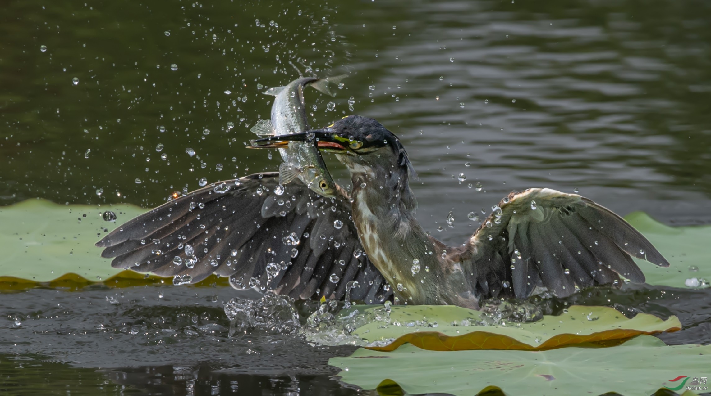 2020���ز���