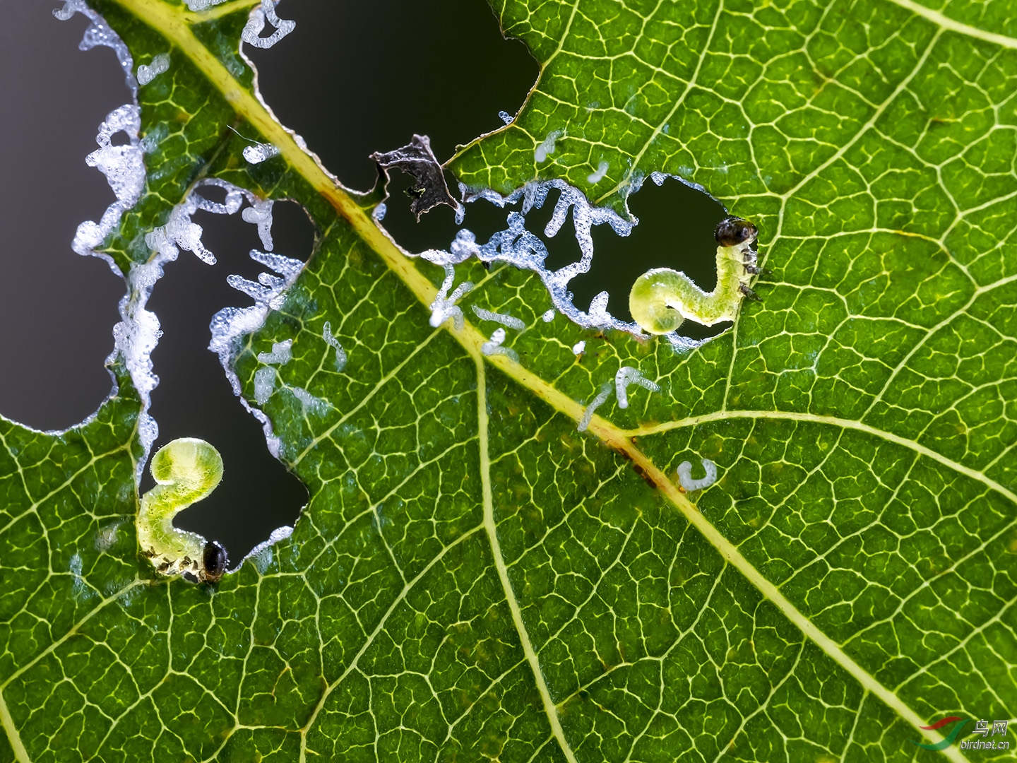��ʳ2-1080.jpg