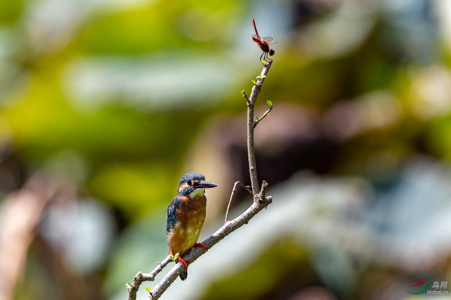 IMG_1417_DxO.jpg