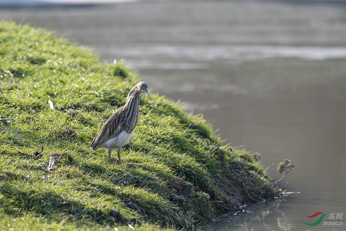 DSC_p5545.jpg