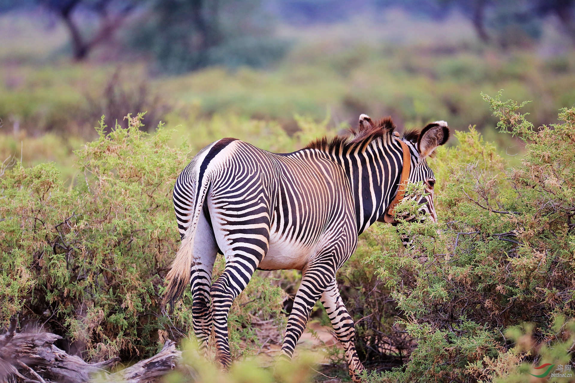 细纹斑马纹路的魅力