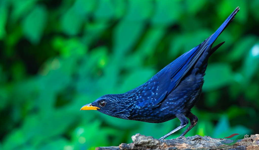 DSC_2081-0.jpg