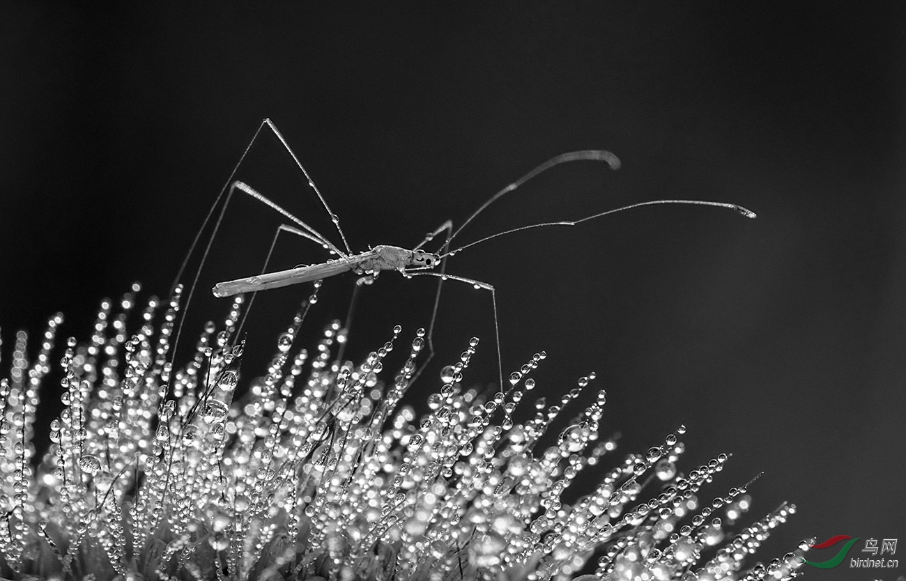 露珠上的蚊子