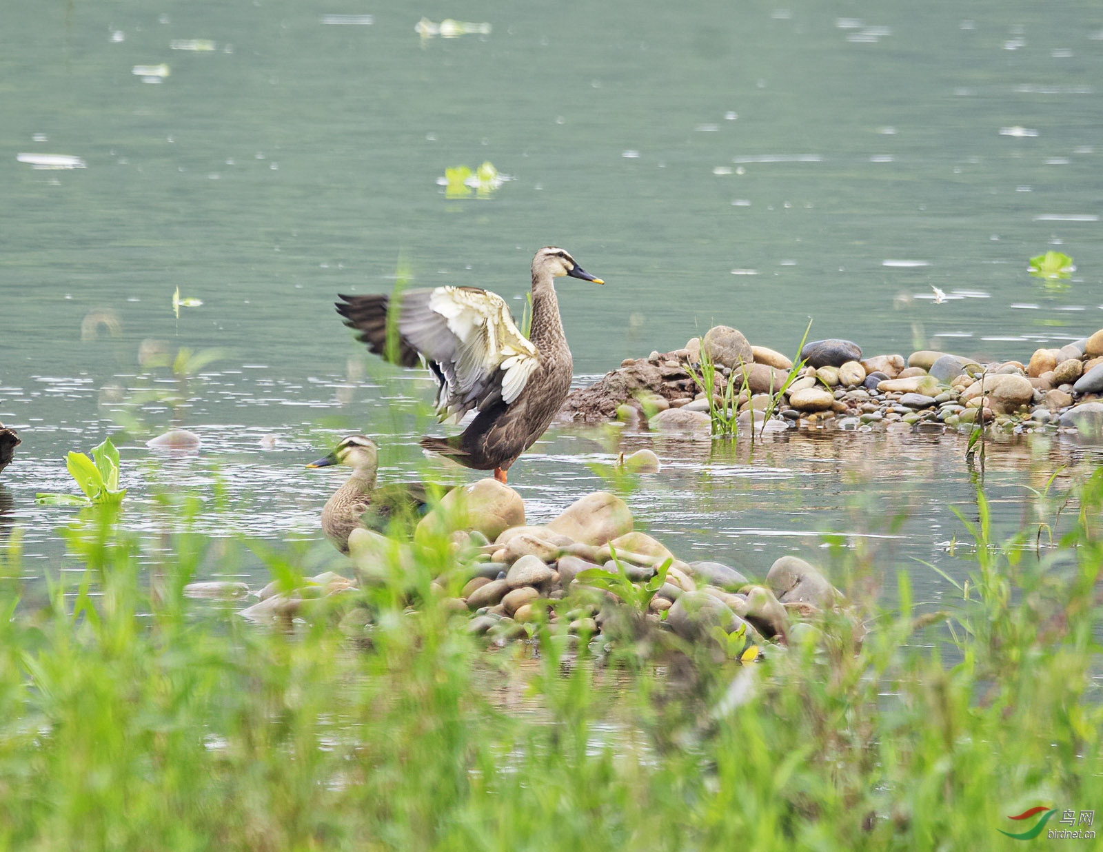 DSC_0815.jpg