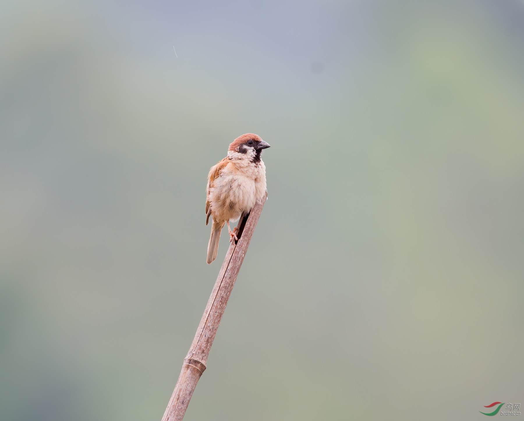 DSC_1113-denoise-denoise.jpg