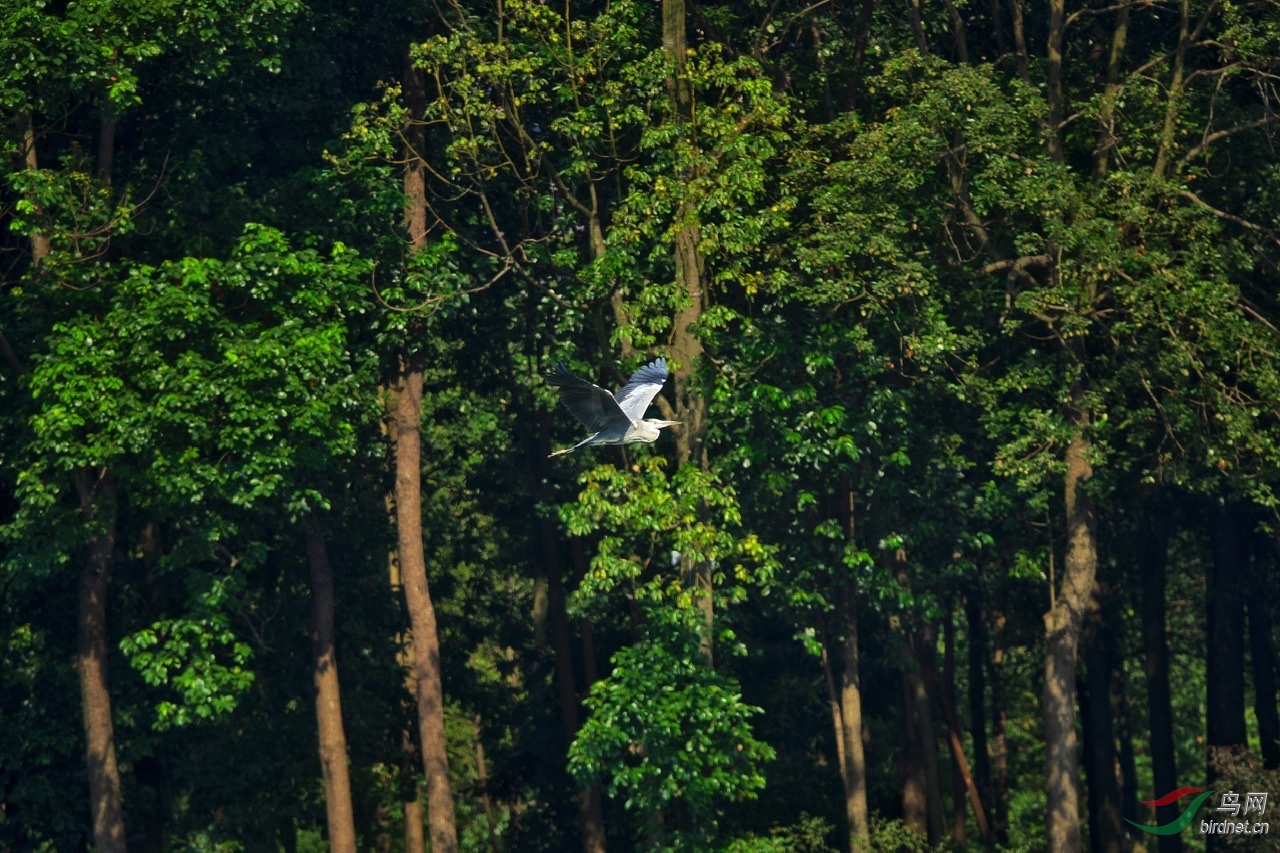 晨曦中的幽静森林