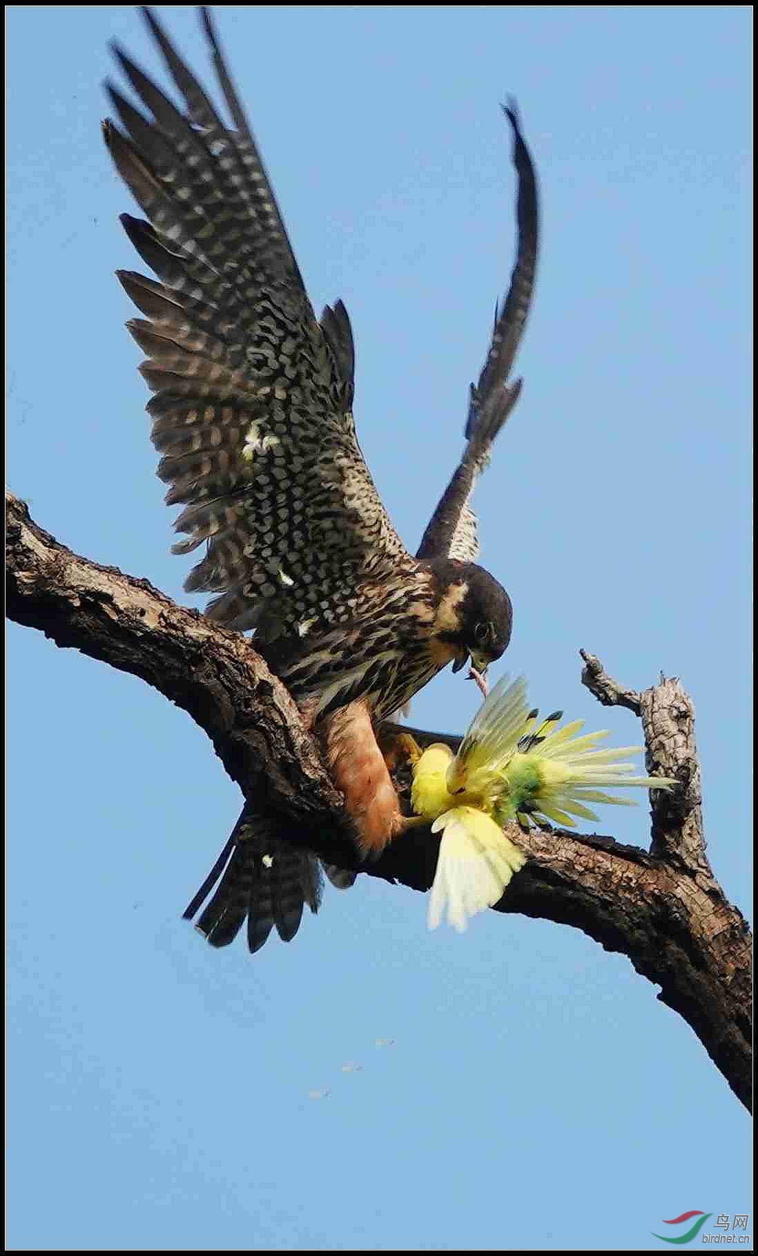 垂死挣扎的鹦鹉