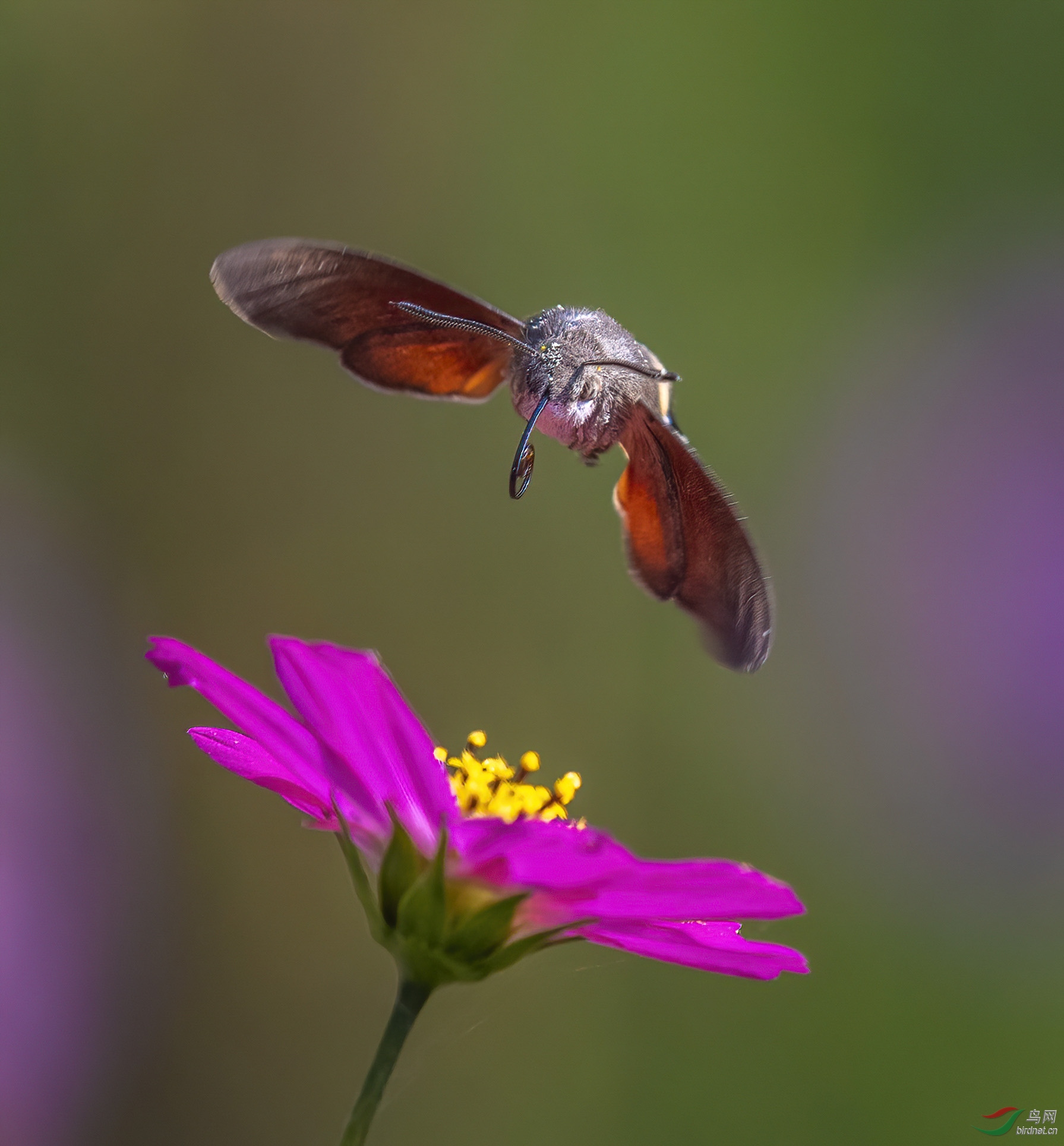 DSC_2549-denoise.jpg
