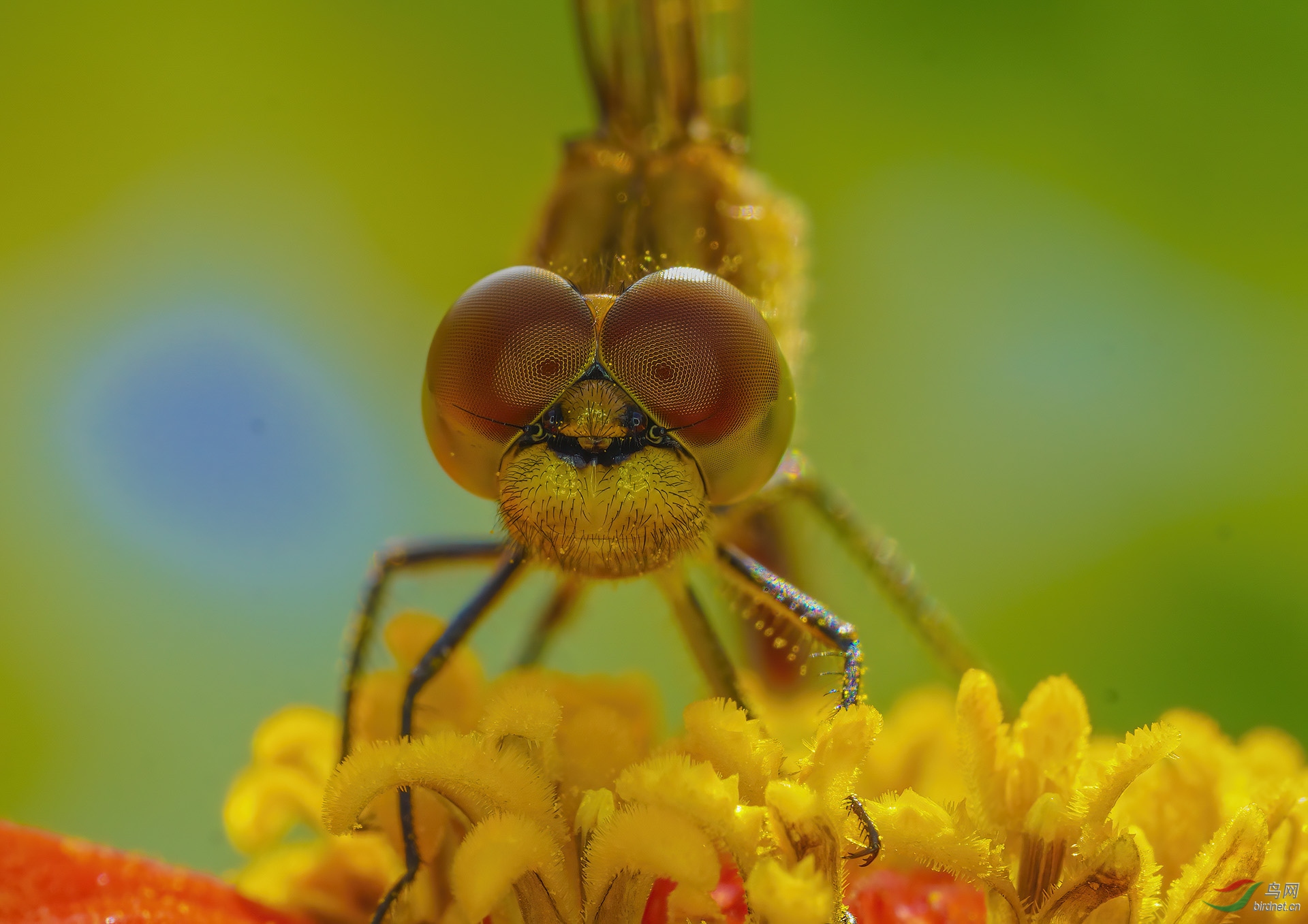 DSC03457_1-denoise.jpg