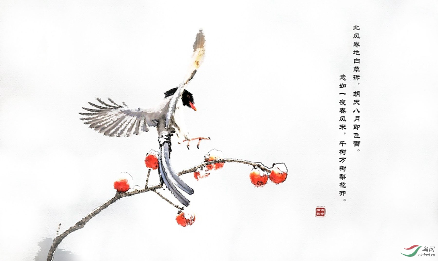 红嘴蓝鹊
