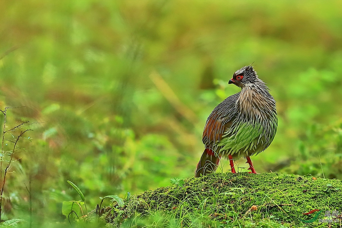论坛 69 主题区 69 野生鸟类 69 秦岭血雉