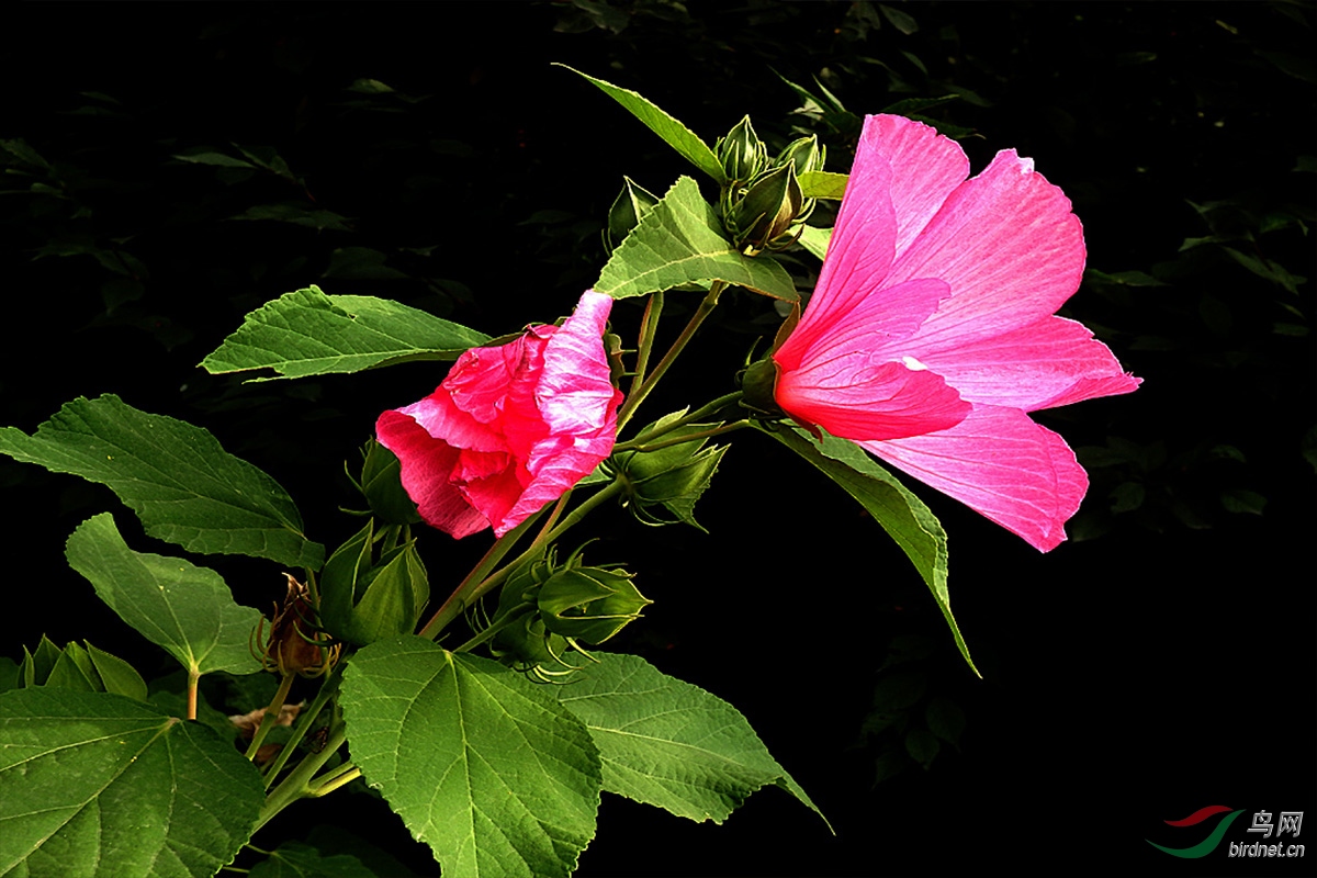 IMG_0732.jpg