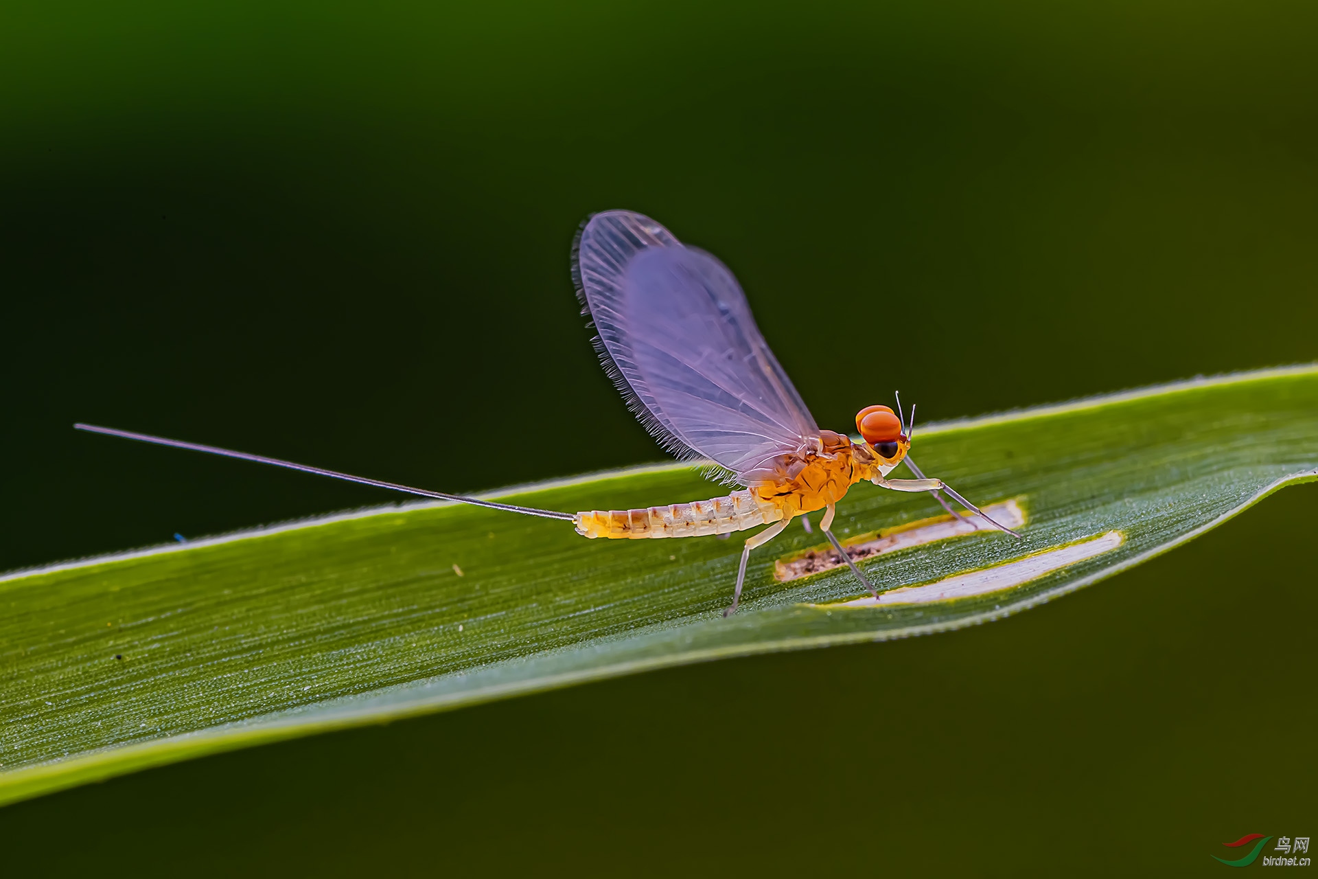 蜉蝣【贺获鸟网首页精华】