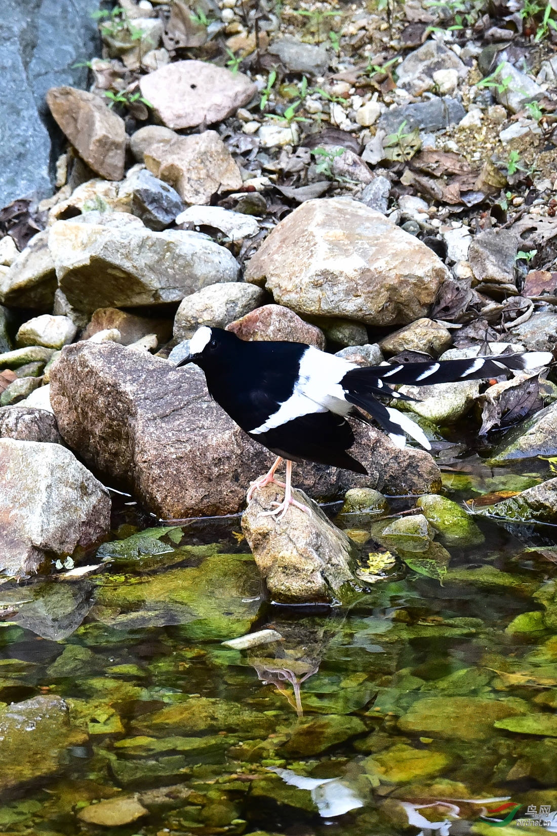 DSC_1232.JPG