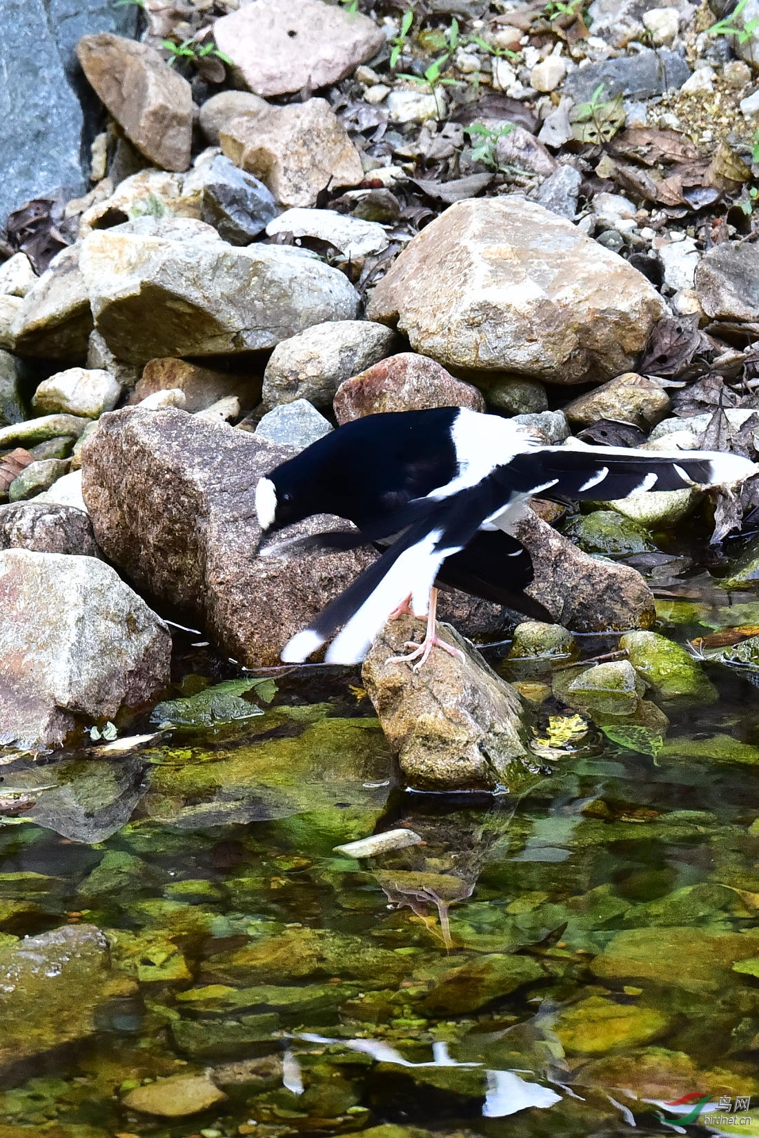 DSC_1233.JPG