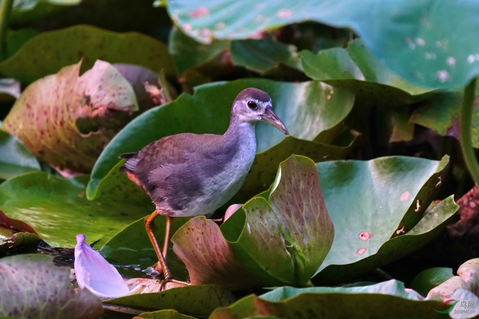 白胸苦恶鸟幼鸟