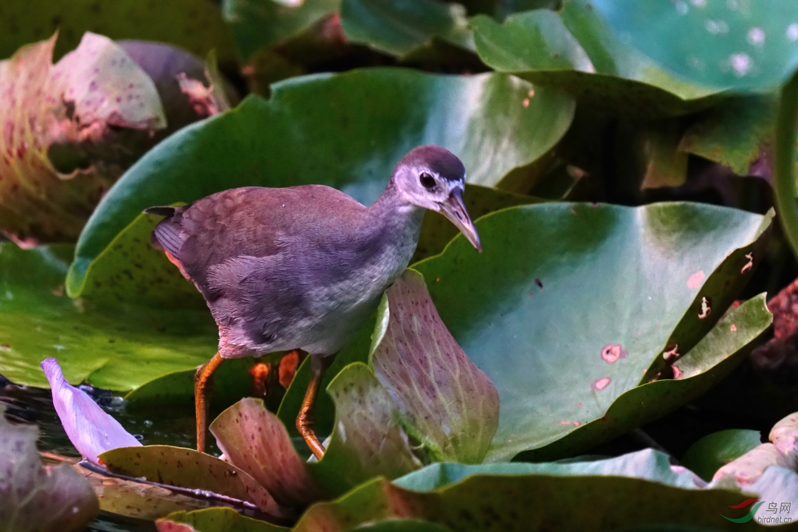 白胸苦恶鸟幼鸟