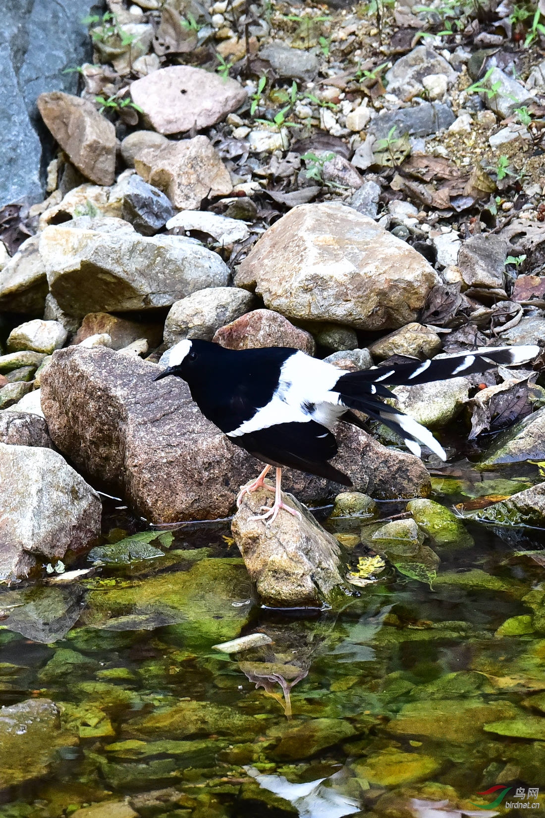 DSC_1237.JPG