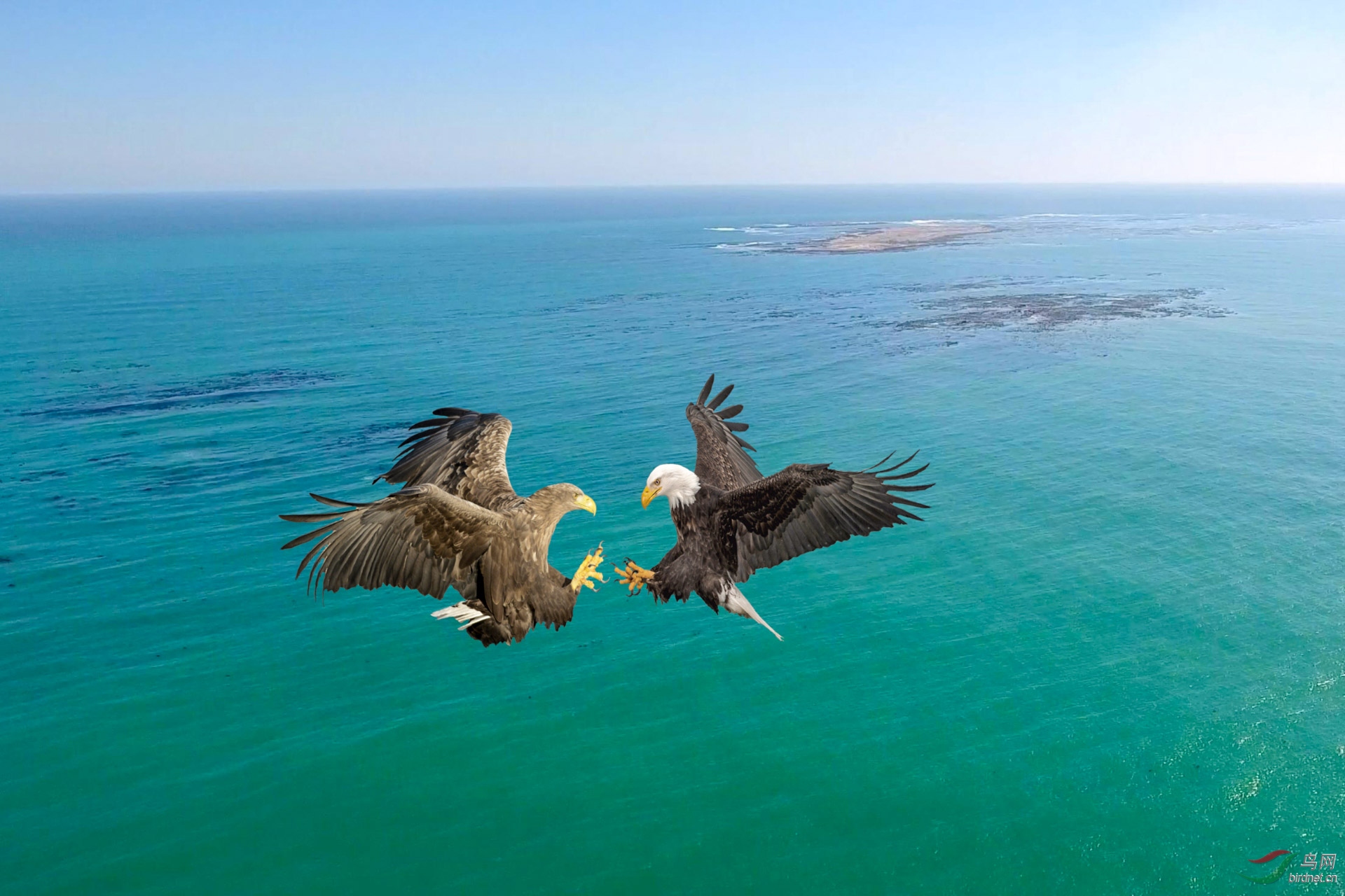 ˫ӥ������(2) 1920x500k.jpg