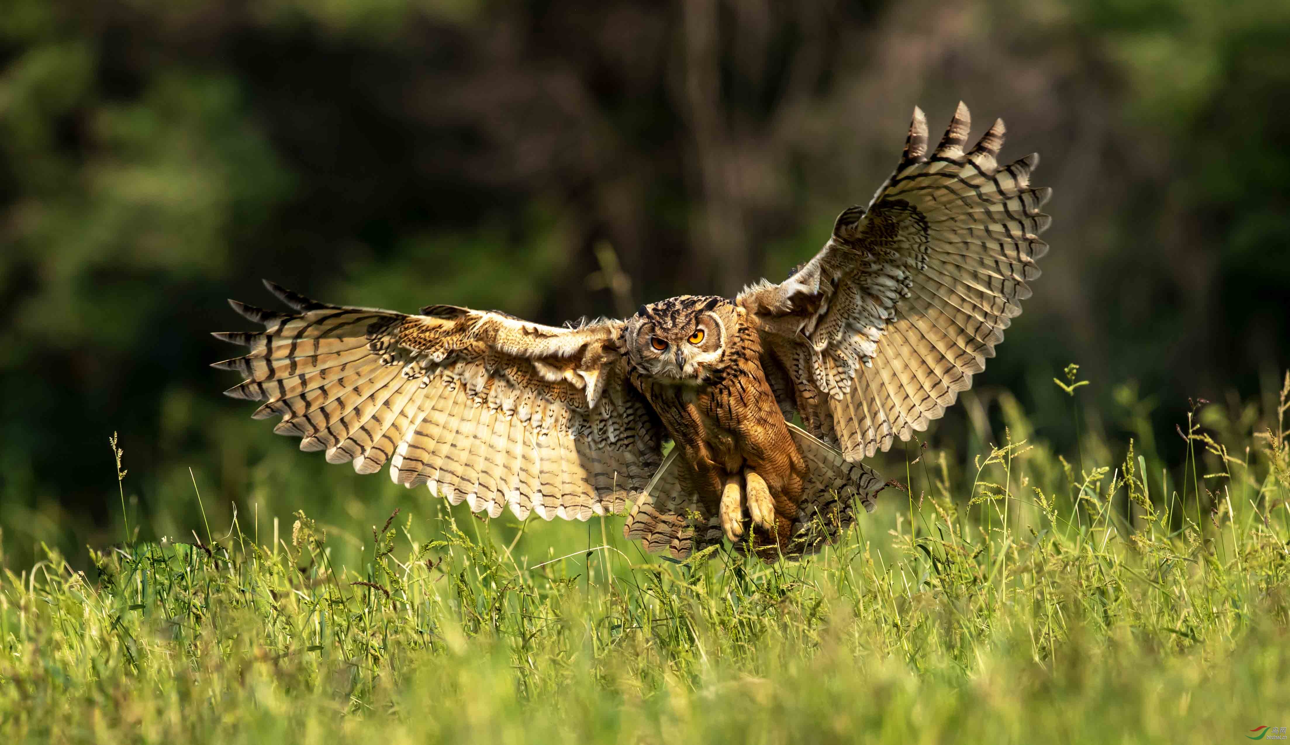 雕鸮祝贺荣获本版佳作