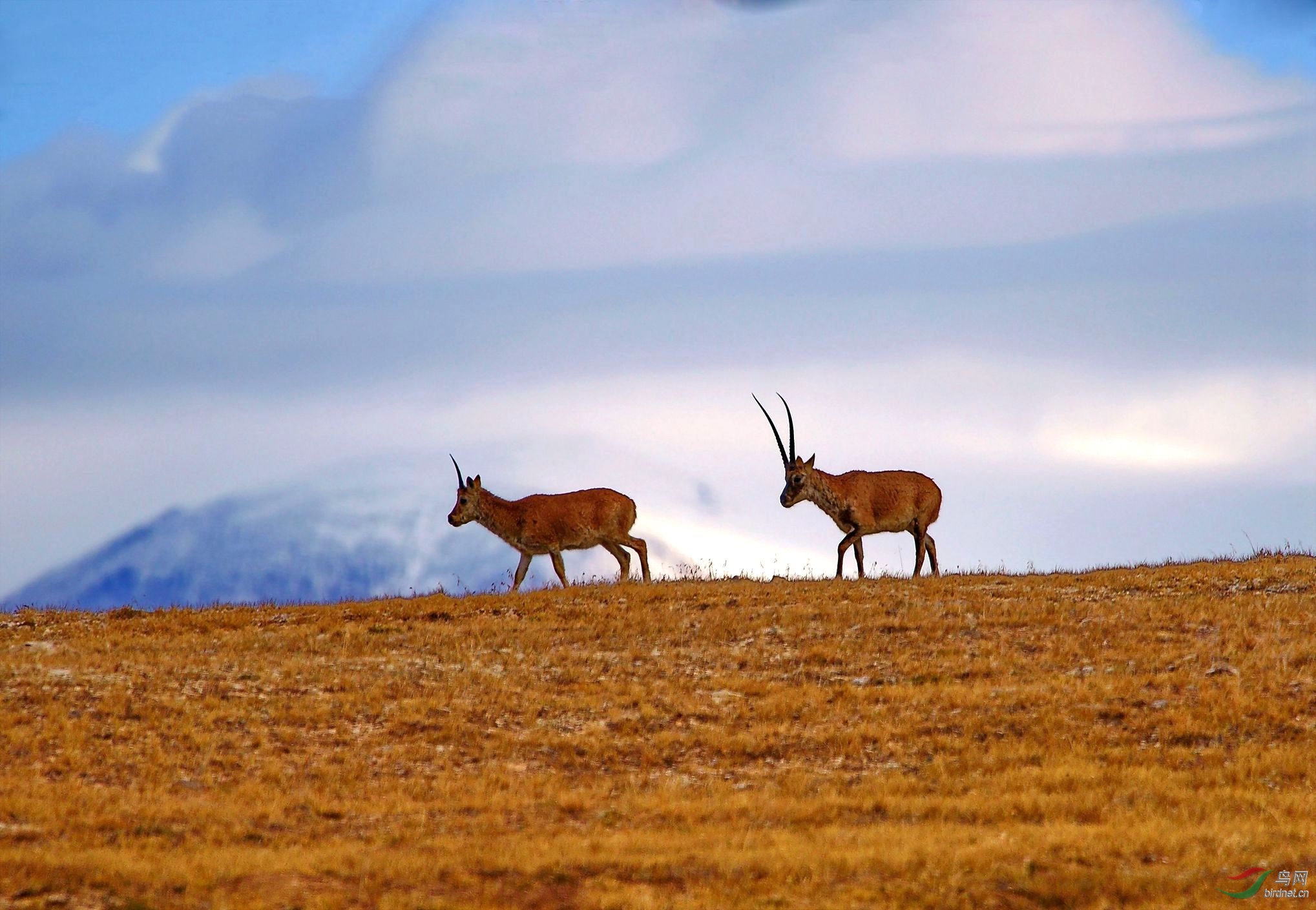 神奇的可可西里