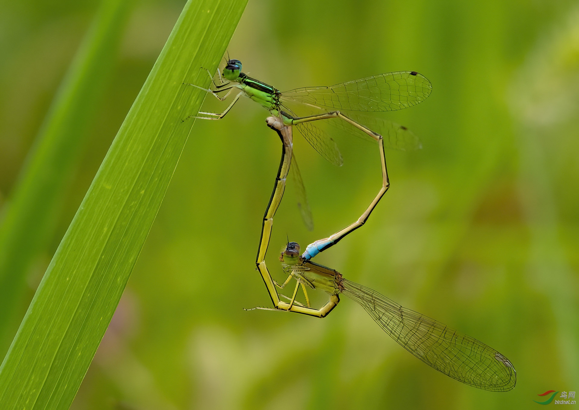 DSC_2266-1_1-denoise.jpg