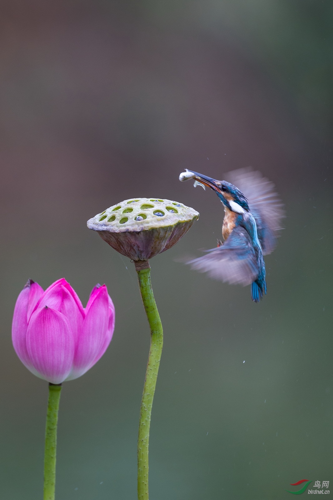 落在莲蓬上的小翠