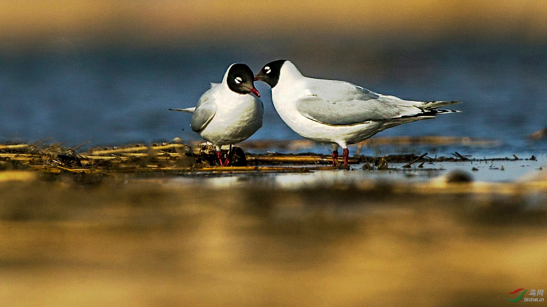 BW4Q6733 - ���� - ���� (2).jpg