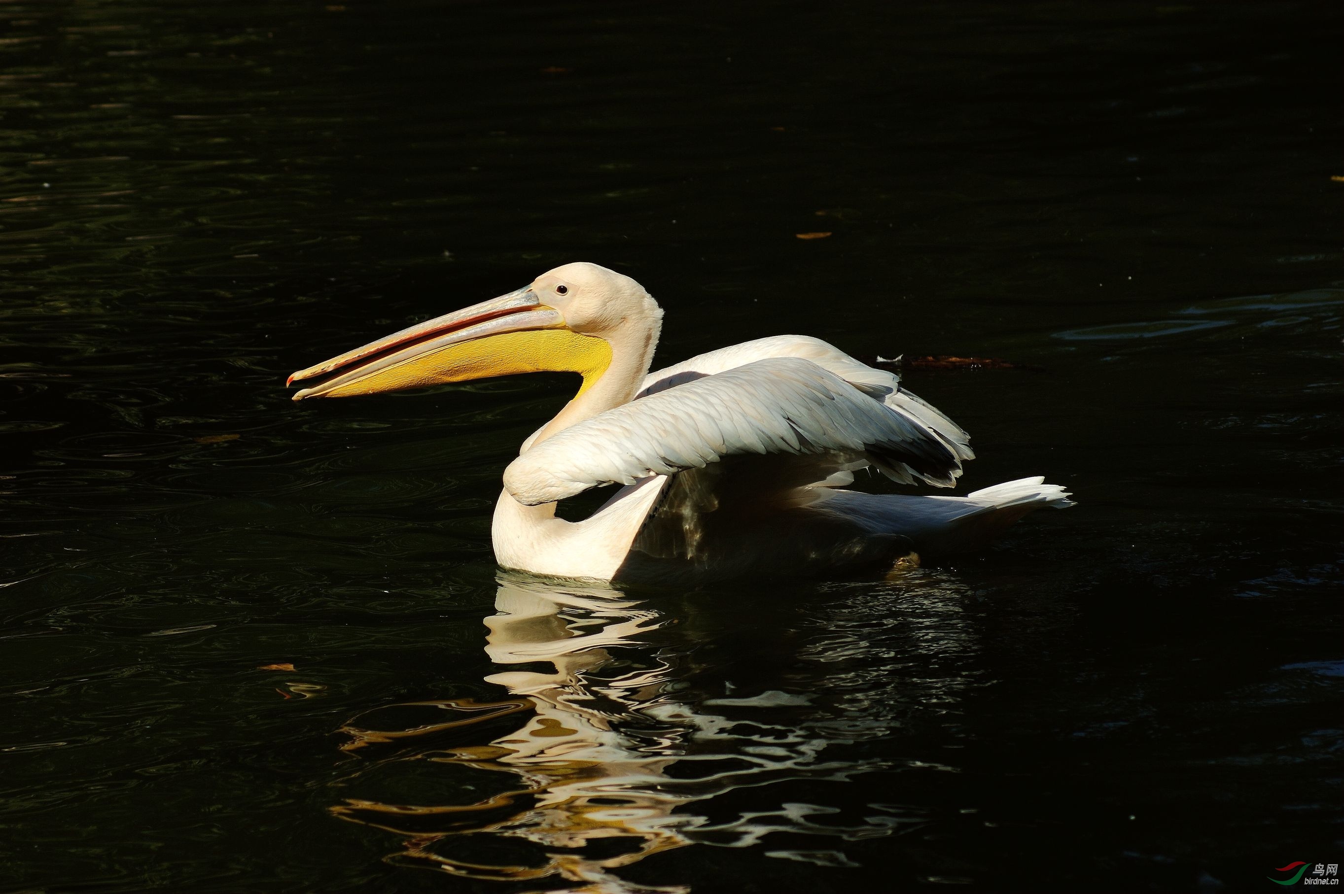 一束阳光照鸟身