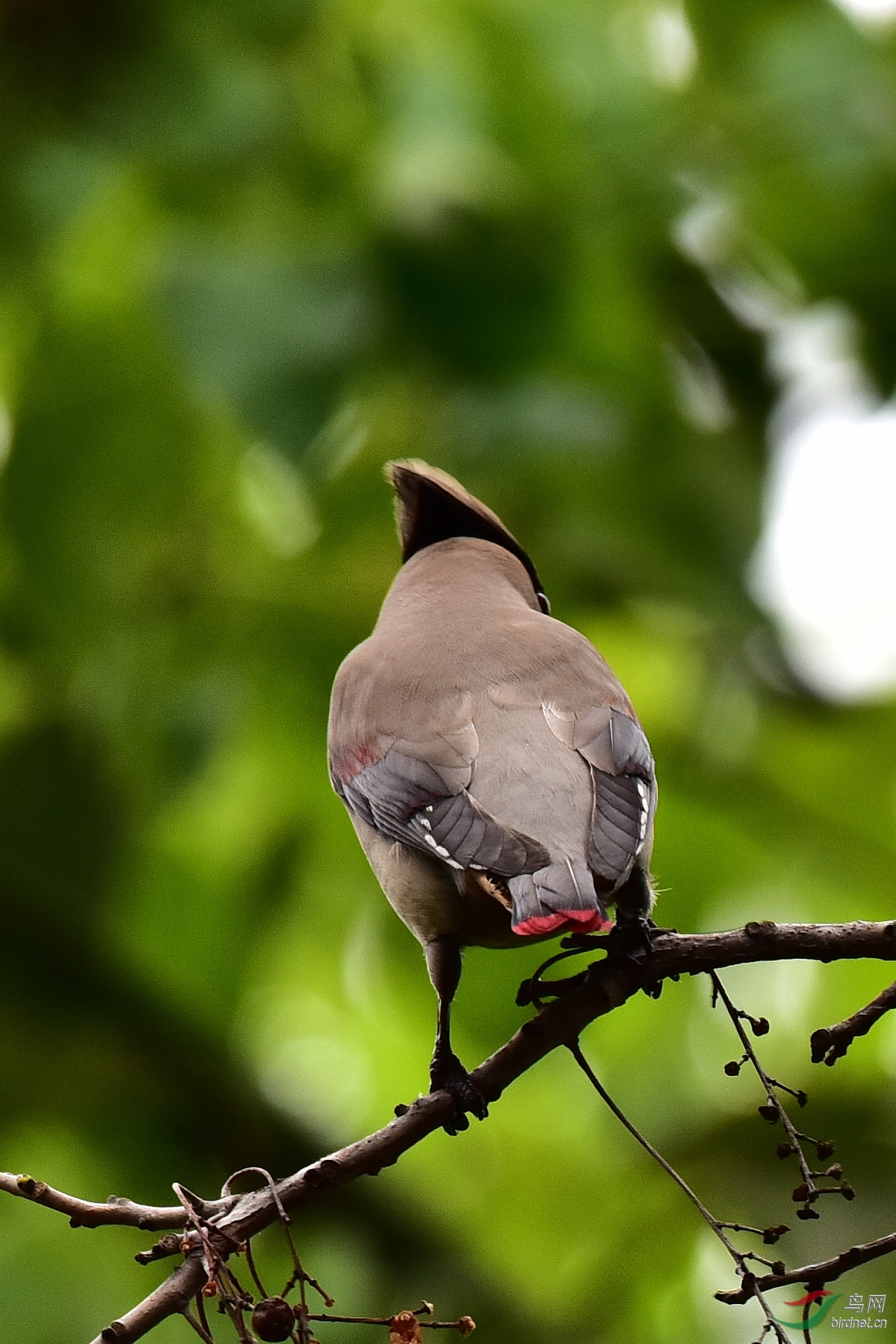 DSC_0116.JPG