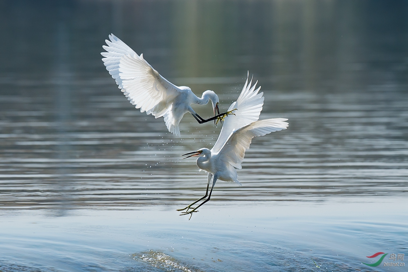 XCG_0088 - ����.jpg