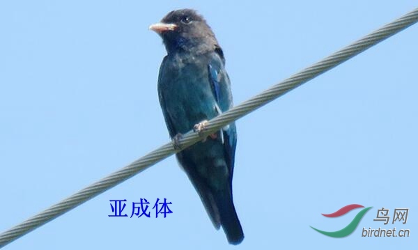 2.�ǳ��壨��ƫ���ɫ��