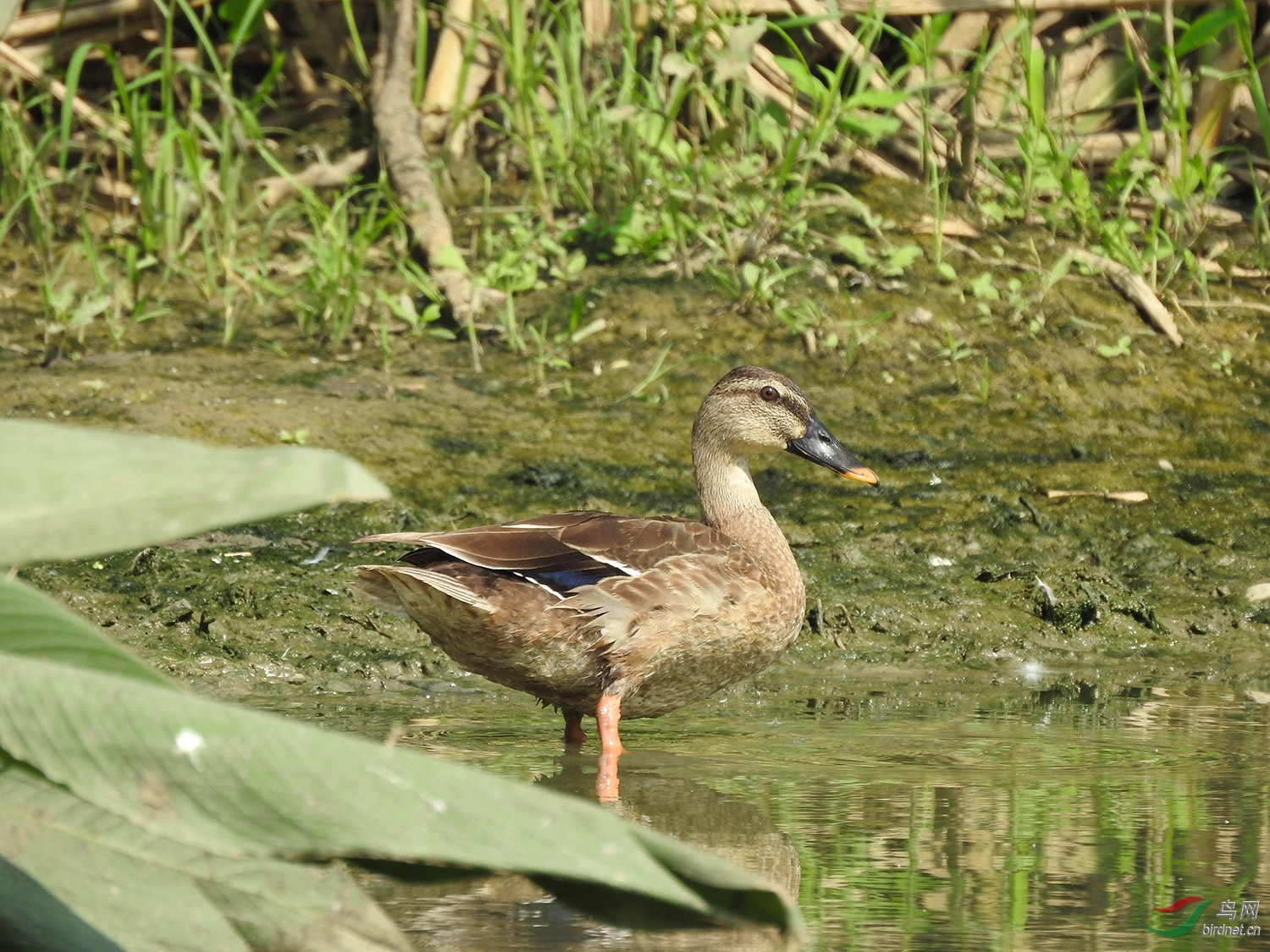 DSCN6608.jpg