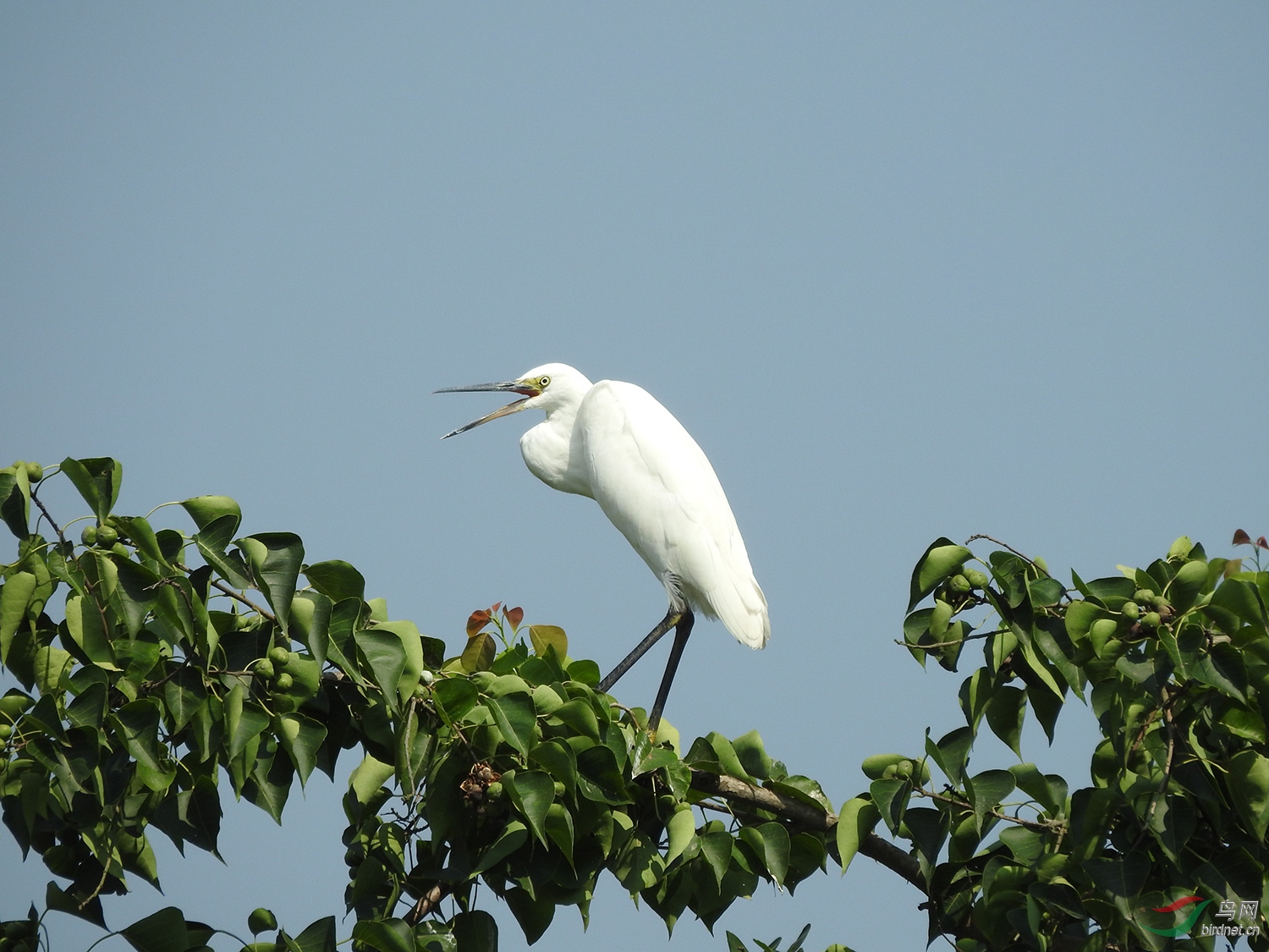 DSCN6617.jpg