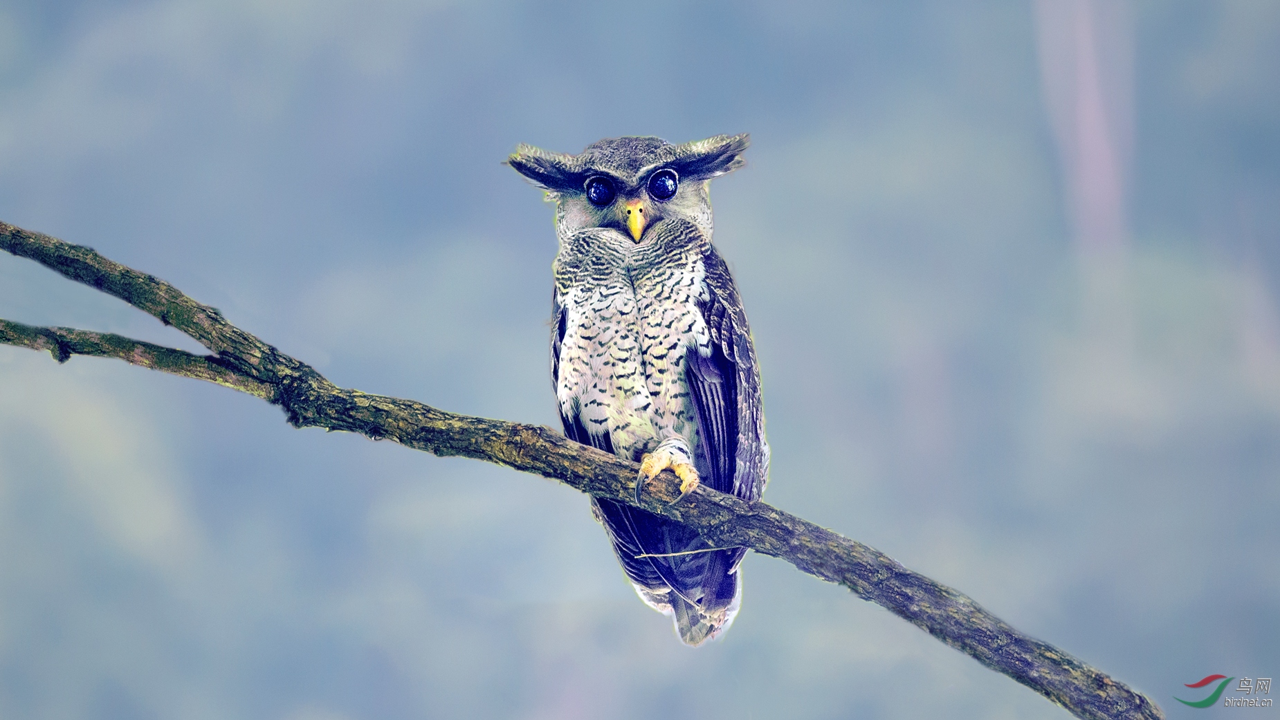 [猛禽] 站岗放哨(林雕鸮)---(祝贺老师佳作荣获vip综合精华)