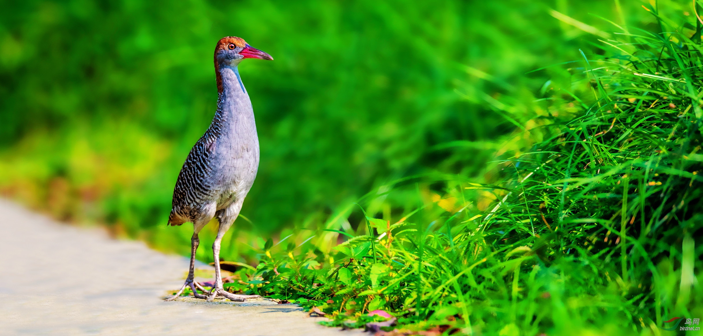 气宇轩昂的蓝胸秧鸡