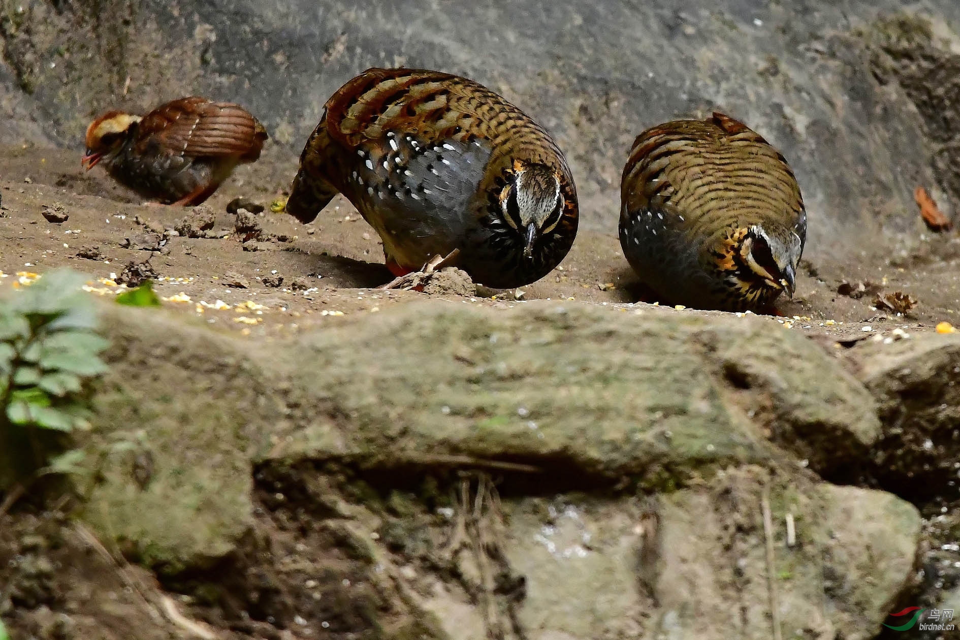 DSC_9795_����.jpg
