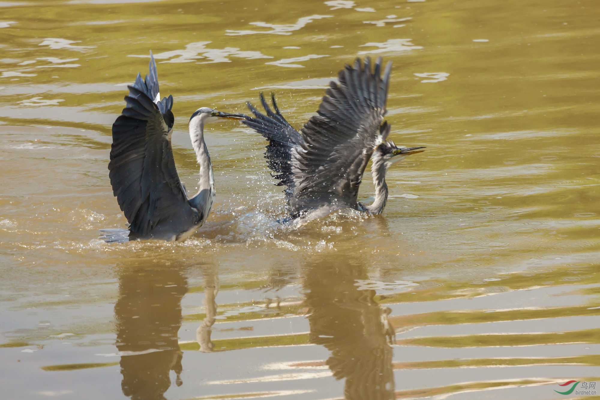 IMG_0512 ����.jpg