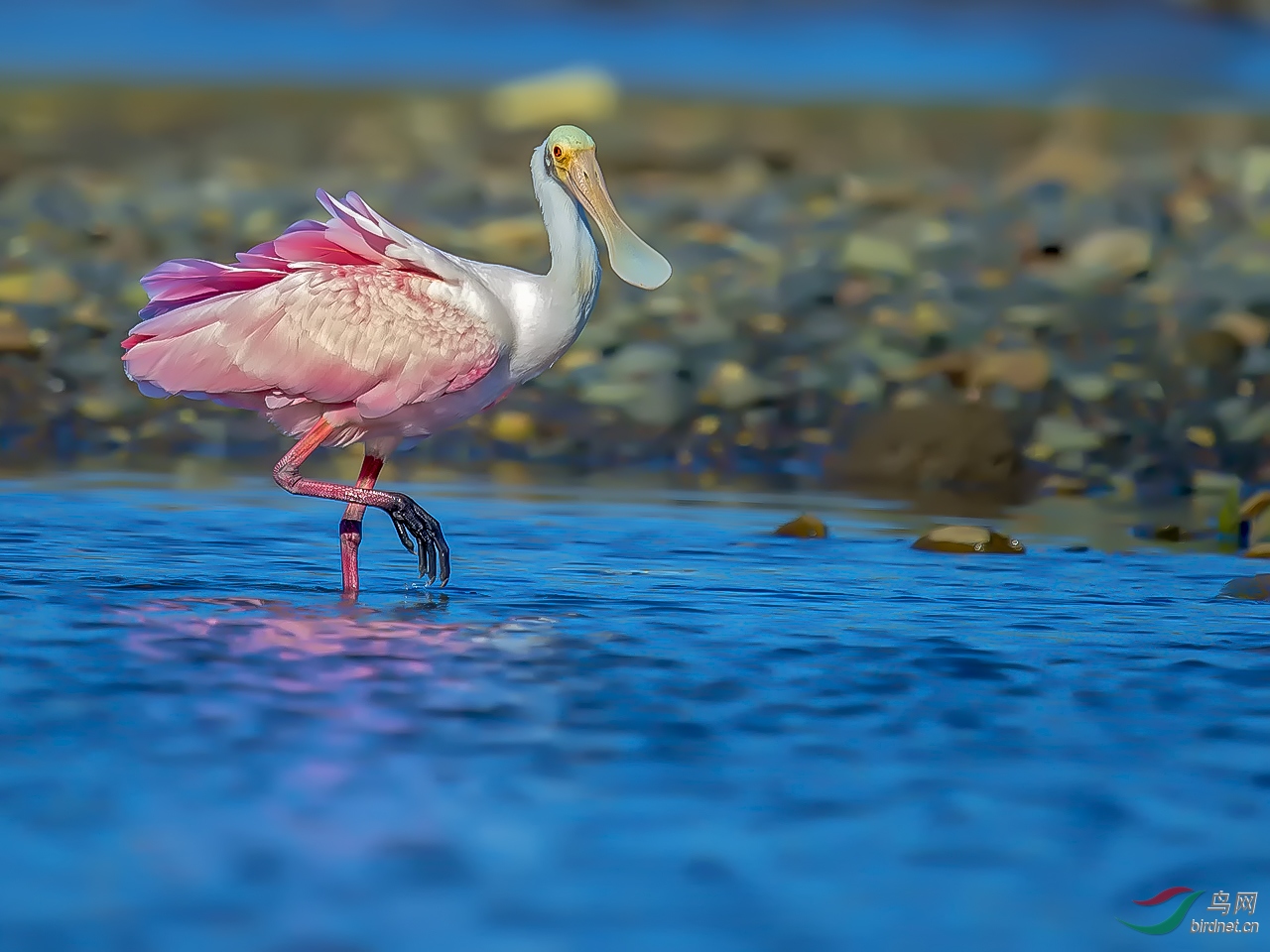 金鸡独立~~粉红琵鹭