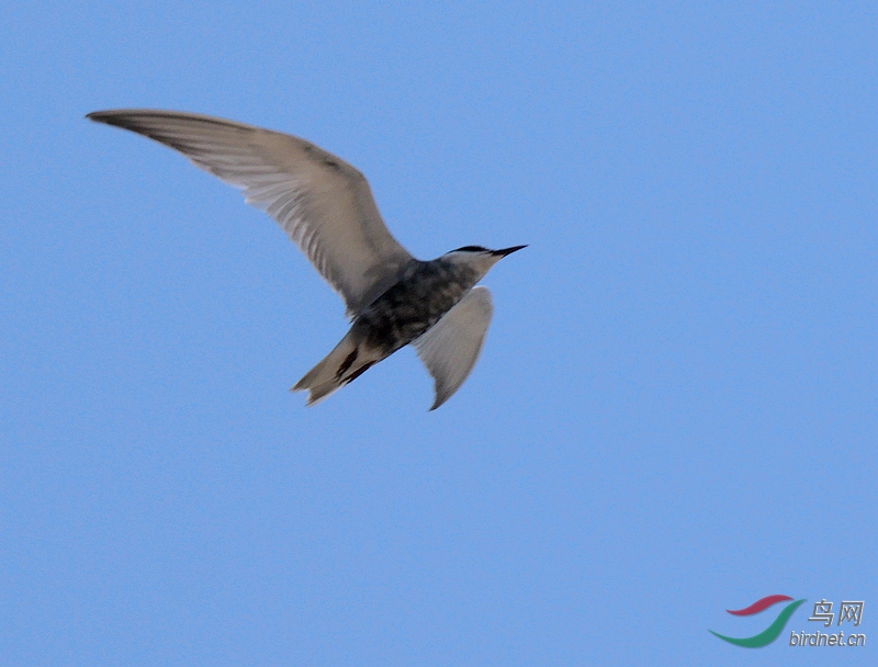 P5420644 - ����.JPG