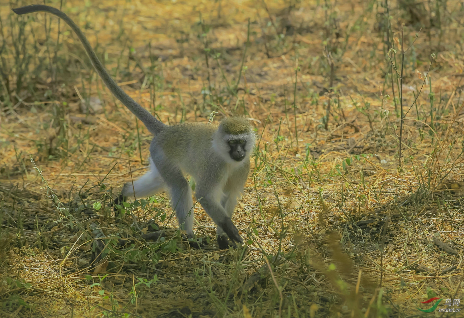 长尾黑颚猴非洲