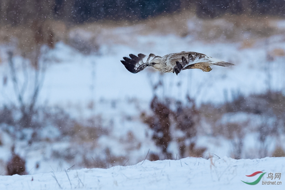6DSC_1591_DxOa.jpg